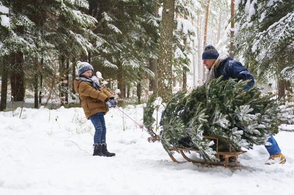 Comment choisir le pied de sapin idéal pour Noël ?