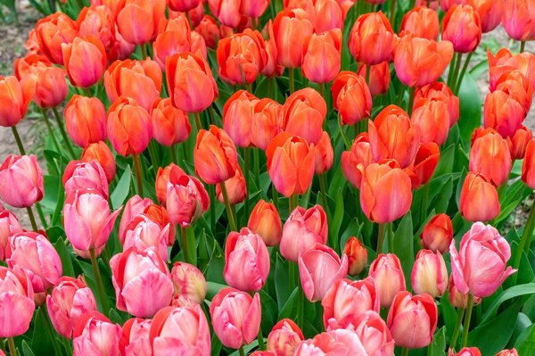 Les tendances émergentes dans le monde floral