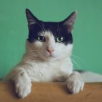 black and white cat lying on brown bamboo chair inside room