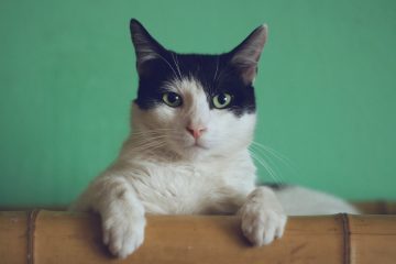 black and white cat lying on brown bamboo chair inside room